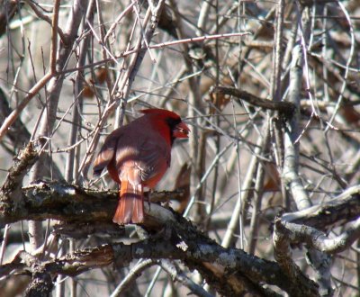 Cardinal - Strickers Pond, Middleton, WI - March 29, 2011