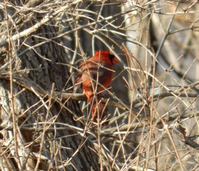 Cardinal - UW Arboretum, Madison, WI - Feb 9, 2012