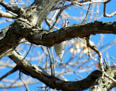 White-breasted nuthatch - Gibbs Lake County Park, Rock County, WI - Feb 4, 2012