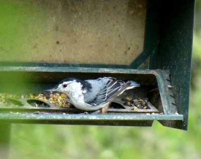 White-breasted nuthatch - near Westfield, WI - August 6, 2011