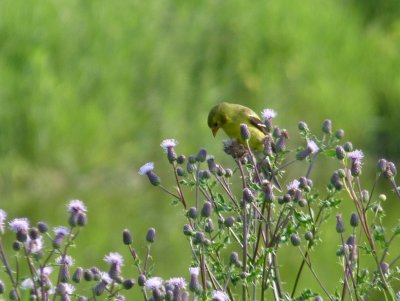 The goldfinch and the thistle - GALLERY
