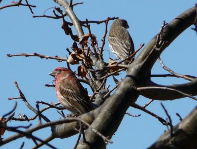 Finches (excluding goldfinches) - GALLERY