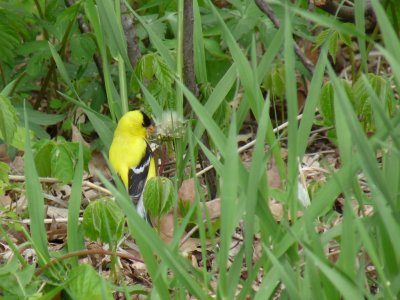 Goldfinch - Horicon Marsh, WI - May 10, 2010