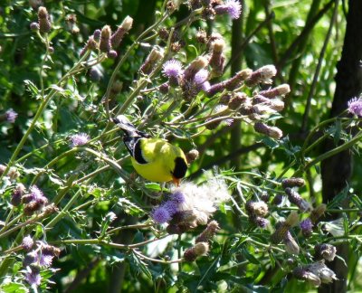 Goldfinch - Fitchburg, WI - June 26, 2010