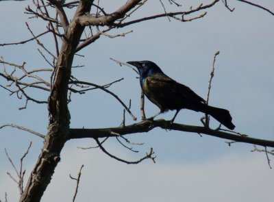 Grackle - Fitchburg, WI - April 15, 2010