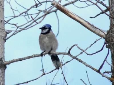 Blue jays-GALLERY