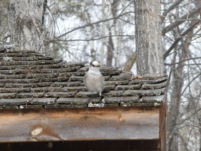 Gray jays