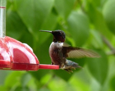 Hummingbirds - GALLERY