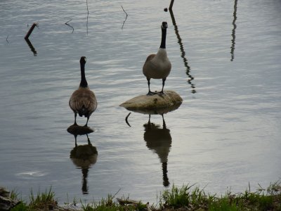 Canada geese - Stricker's Pond, Middleton, WI - April 25, 2011