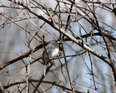 Junco - Seminole Glen Park,  Fitchburg,  WI - 2010-04-05