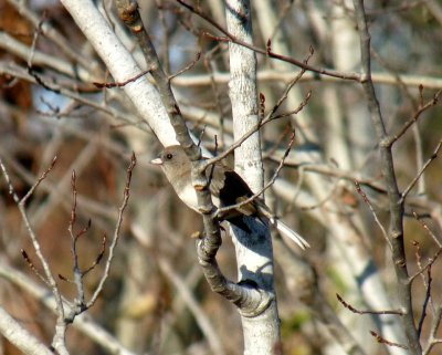 Junco - Central Wisconsin - 2010-10-16
