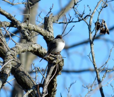 Junco - Stricker's Pond, Middleton WI - 2012-02-09