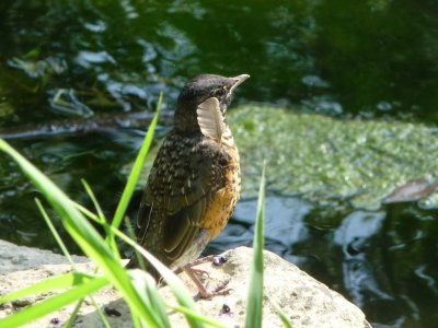 Young robin with an errant feather - Madison, WI - August 4,  2009 