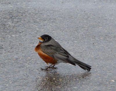 Angry robin - 4 inches of snow in Verona, WI - March 29, 2008