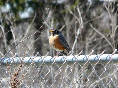 Robin - Verona, WI - April 11, 2009