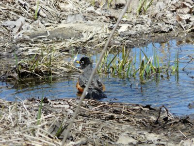 Robin before bath - Stricker's Pond, Middleton, WI - April 16, 2009