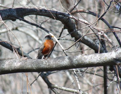 Robin - Seminole Glen Park, Fitchburg, WI - April 5, 2010