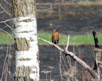 Robin - Badger Prairie County Park, Verona, WI  - April 16, 2010