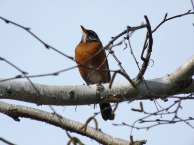 Robin - Badger Prairie County Park, Verona, WI - April 15, 2010