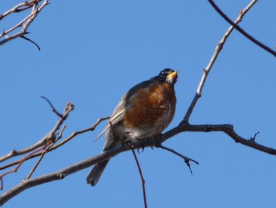 Robin - Fitchburg, WI - April 3, 2009