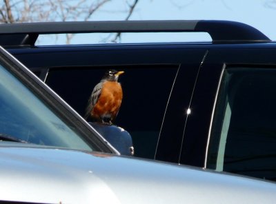 Robin on car mirror - Fitchburg, WI - April 9, 2010