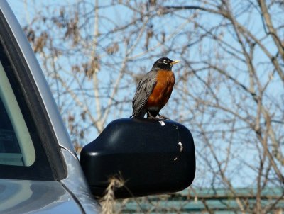 Robin on car mirror - Fitchburg, WI - April 9, 2010