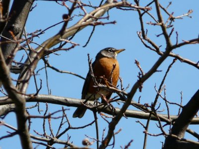 Robin - Fitchburg, WI - April 9, 2010