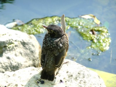 Young robin with an errant feather - Wingra Creek, Madison, WI - August 4, 2009