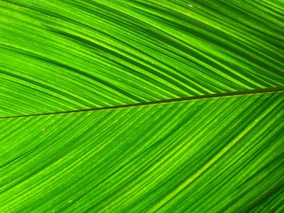 Leaf - Olbrich Gardens  Conservatory, Madison, WI - July 30, 2007