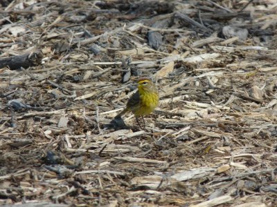 Palm warbler - Tiedeman Pond, Middleton, WI - 2009-05-04