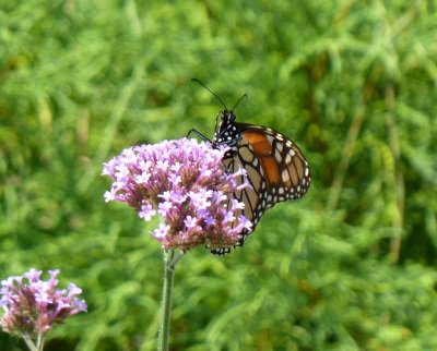 Monarch - Fitchburg, WI - August 10, 2010