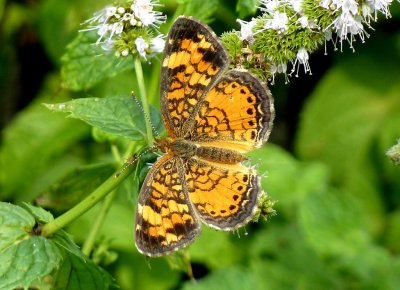 Pearl crescent - Fitchburg, WI - August 20, 2010
