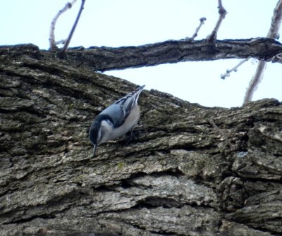Nuthatches, creepers - GALLERY