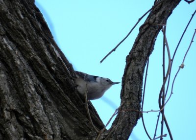 White-breasted nuthatch - Stricker's Pond, Middleton, WI - February 16, 2012