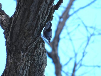 White-breasted nuthatch - Stricker's Pond, Middleton, WI - February 16, 2012