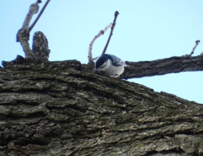 White-breasted nuthatch - Stricker's Pond, Middleton, WI - February 16, 2012