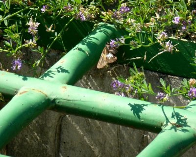 Silver-spotted skipper - Verona, WI - September 11, 2011