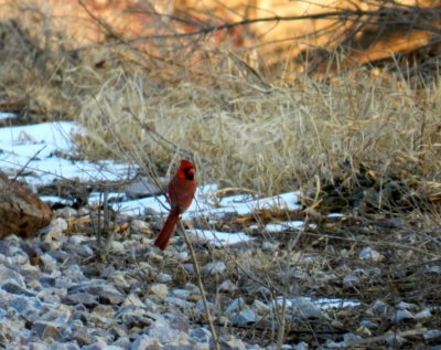 Cardinal - Lake Farm County Park, Madison, WI -  February 26, 2012