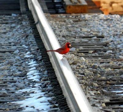 Cardinal on railroad tracks - Lake Farm County Park, Madison, WI -  February 26, 2012