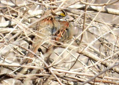 White-throated sparrow - UW Arboretum, Madison, WI - Feb 5, 2012