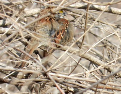 White-throated sparrow - UW Arboretum, Madison, WI - Feb 5, 2012