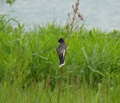 Kingbirds-GALLERY