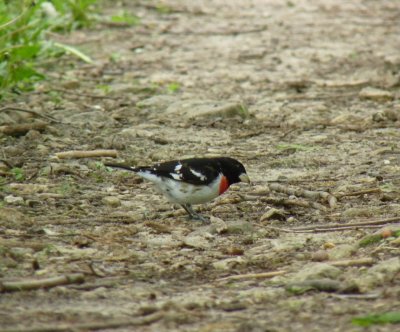 Rose-breasted grosbeak - Stricker's Pond, Middleton, WI - May 27, 2011 