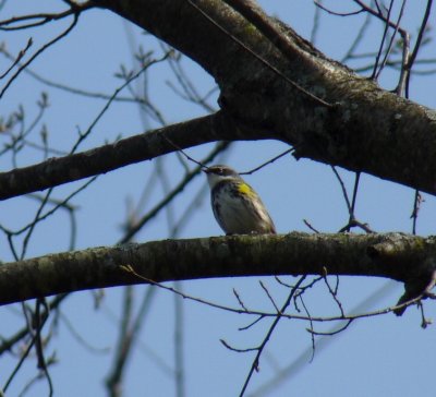 Yellow-rumped warbler - Stricker's Pond, Middleton, WI - April 25, 2011