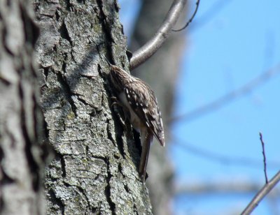 Brown creeper - Stricker's Pond, Middleton, WI - May 13,  2011 