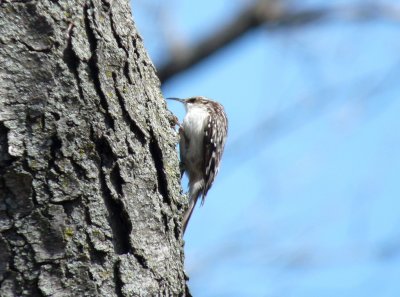 Brown creeper - Stricker's Pond, Middleton, WI - May 13,  2011 