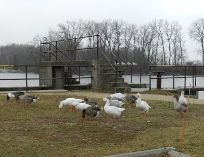 A Thanksgiving Day gift from the Babcock geese - GALLERY