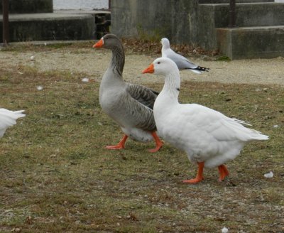 Marching in step