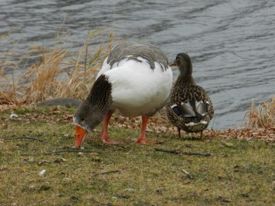 Hey, this little lady isn't part of our group