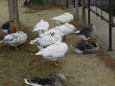 Group snooze